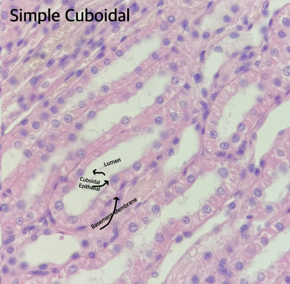 Simple cuboidal epithelium