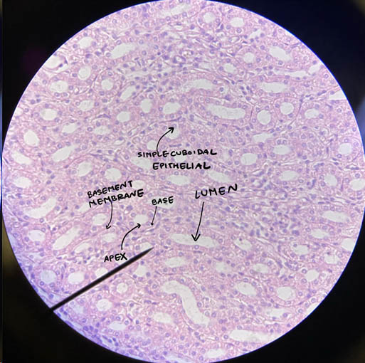 Simple cuboidal epithelium