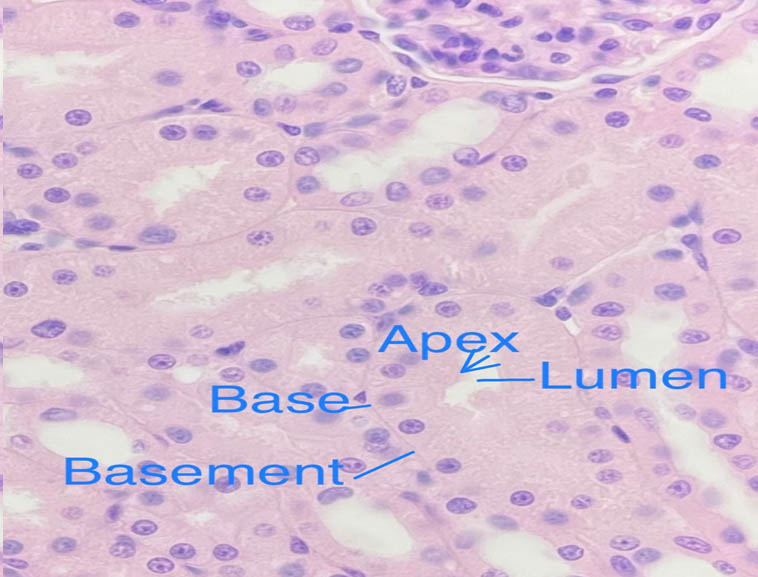 Simple cuboidal epithelium