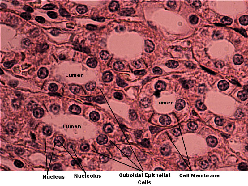 Labeled image from labbook