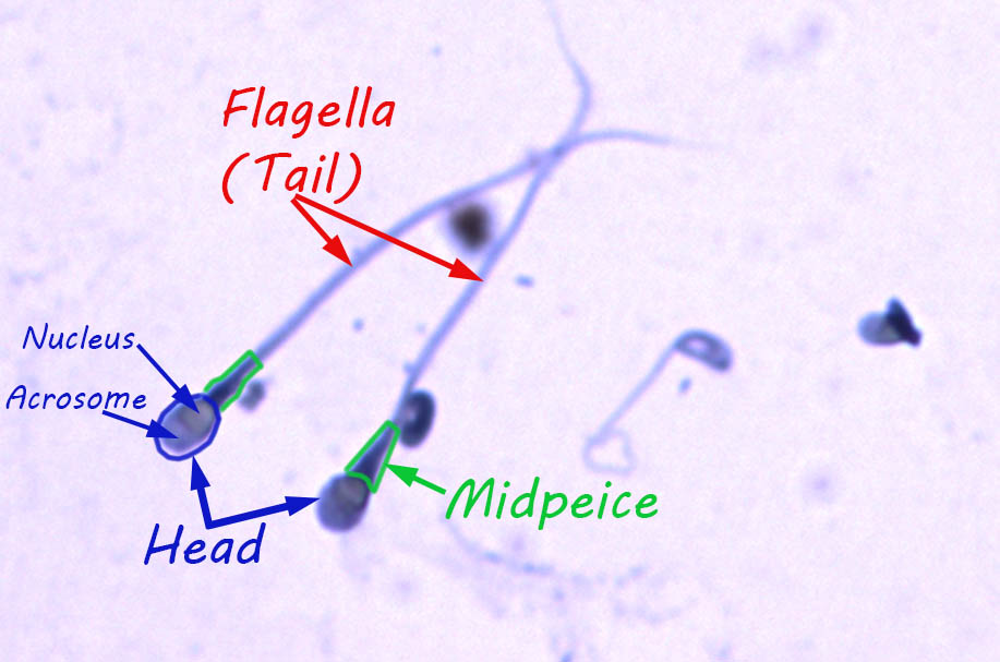 Microvilli in the intestines