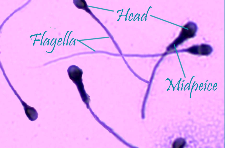 Microvilli in the intestines