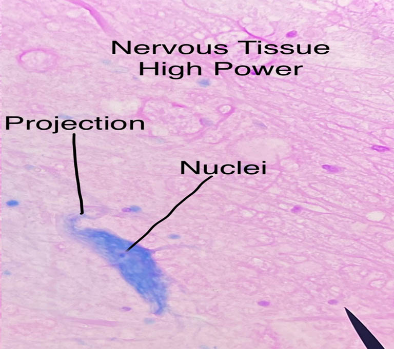 Multipolar Neurons