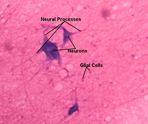 Labeled image from lab book