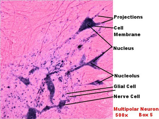 Labeled image from labbook