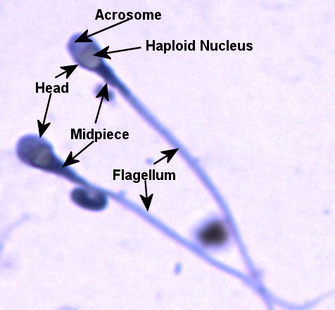 Labeled image from lab book