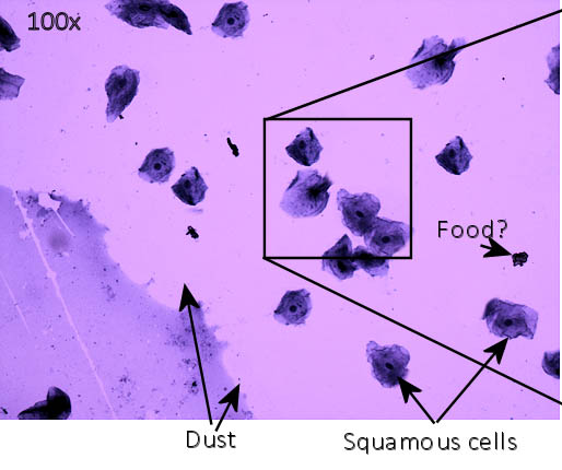 Labeled image from lab book