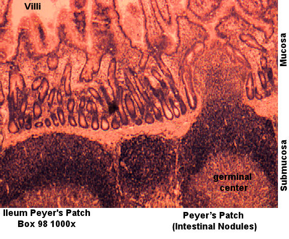 Labeled image from labbook