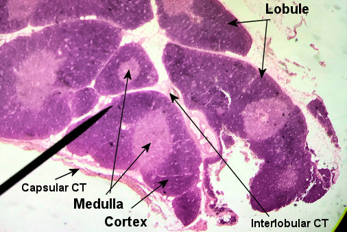 Labeled image from labbook