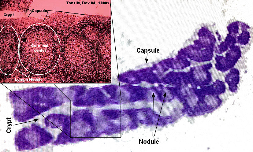 Labeled image from labbook