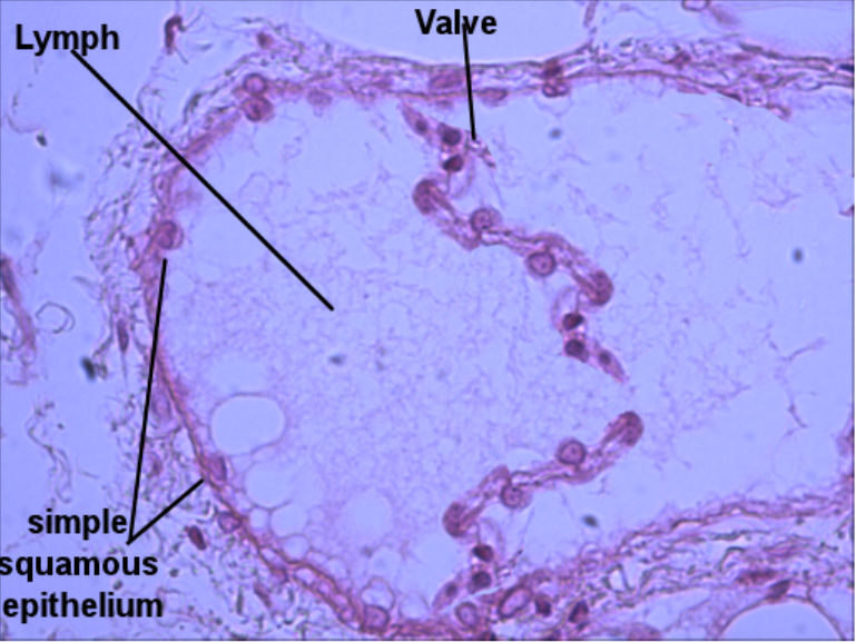 Labeled image from labbook