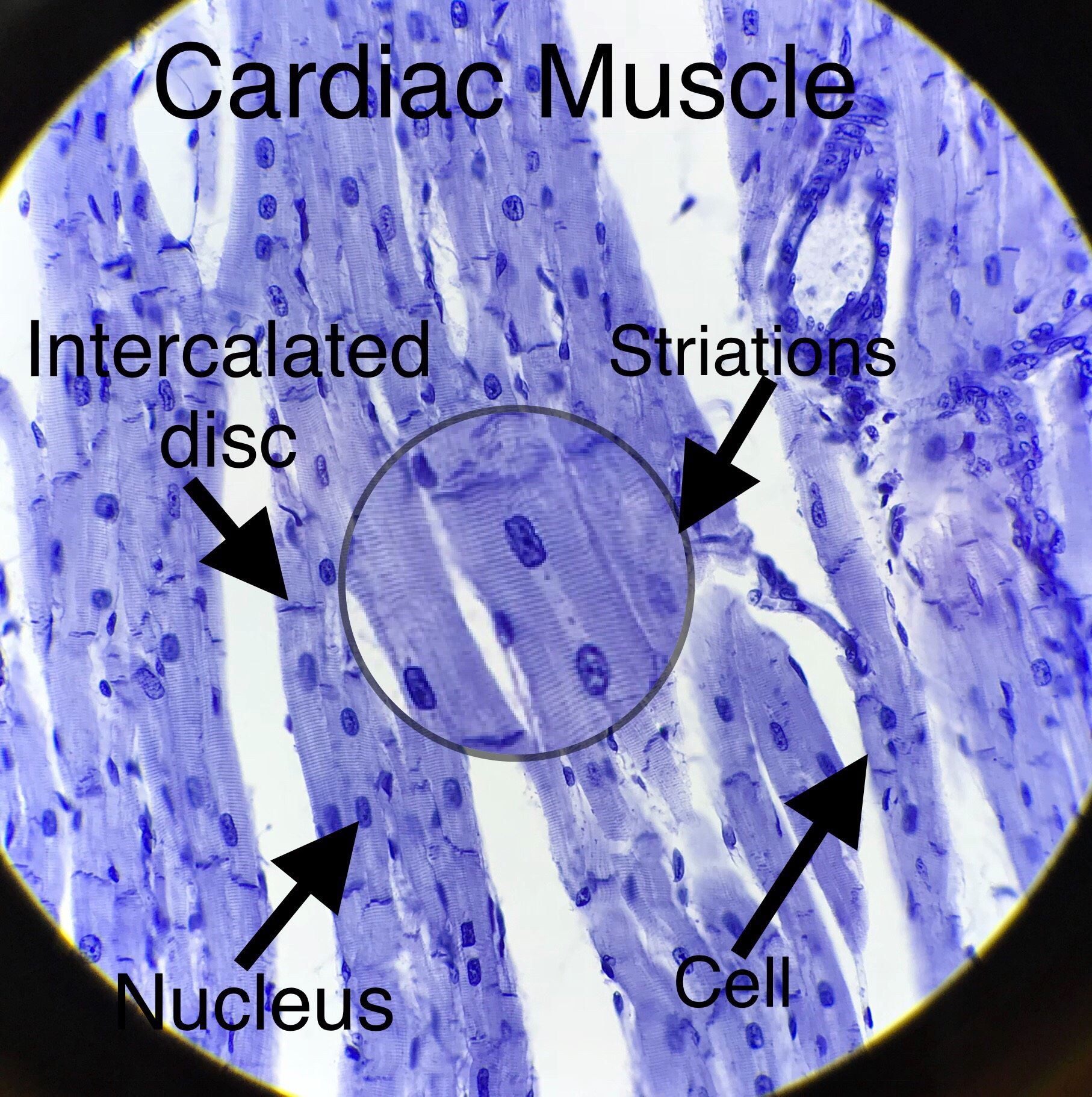 Cardiac Muscle