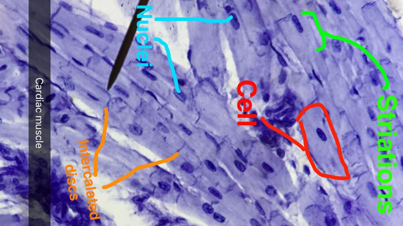 Cardiac Muscle