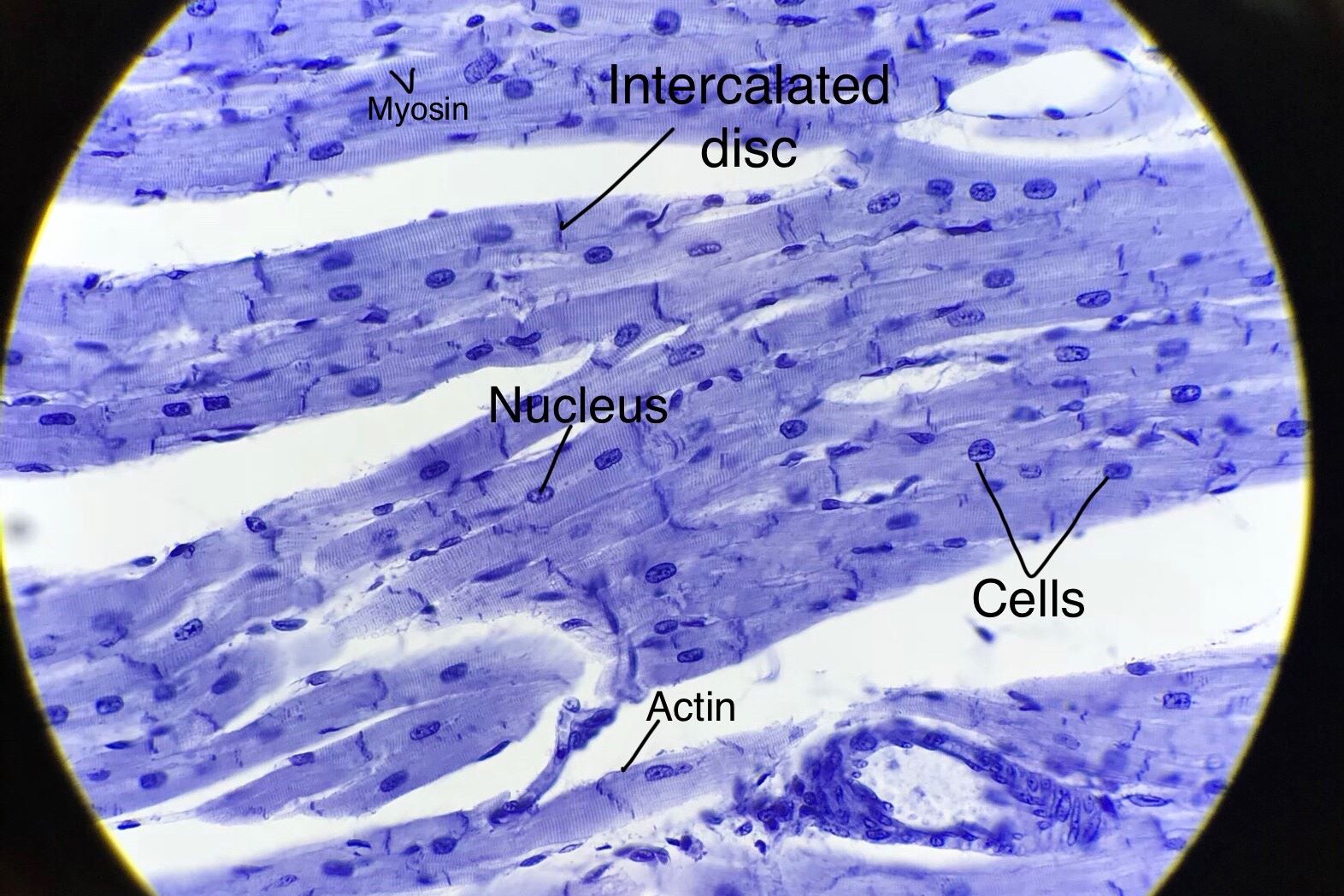 Cardiac Muscle