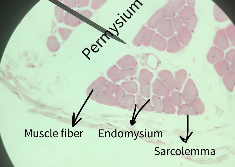 Skeletal Muscle