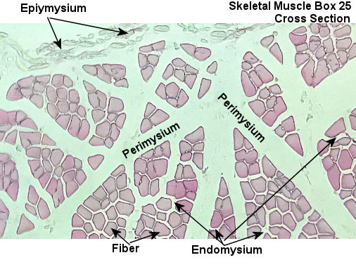 Skeletal Muscle Labeled