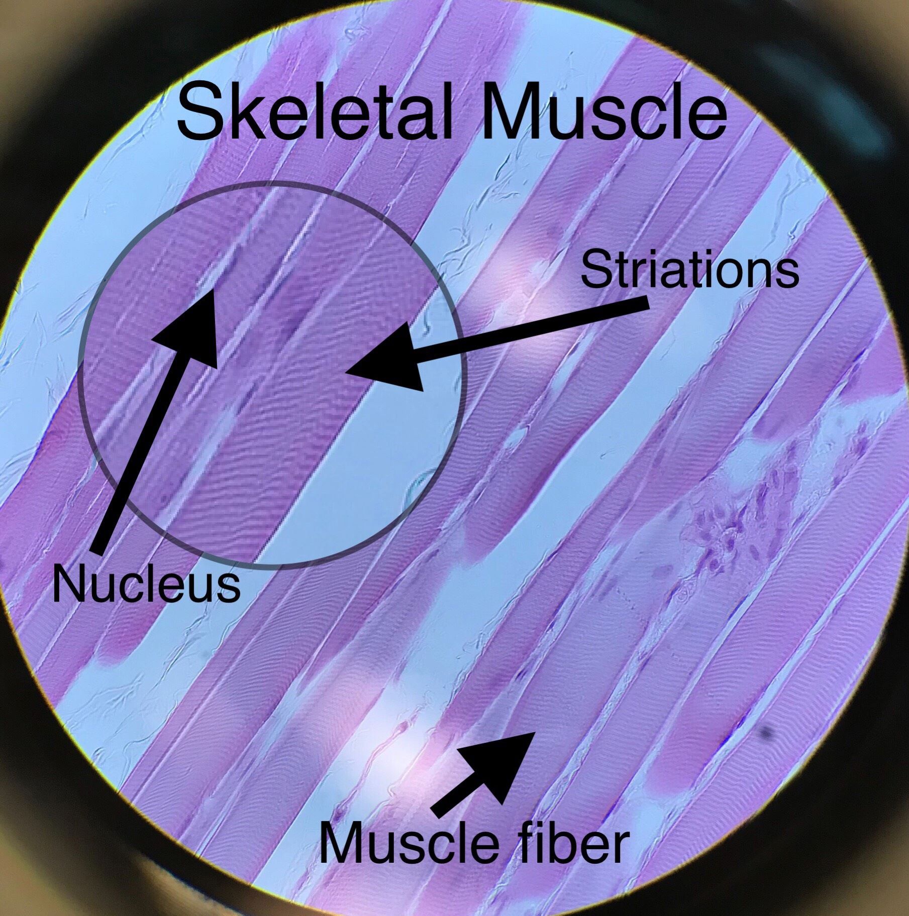 Skeletal Muscle