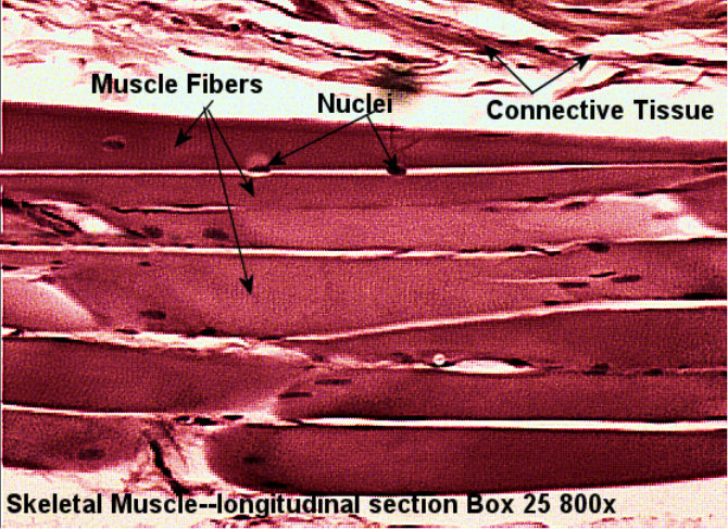 Skeletal Muscle Labeled