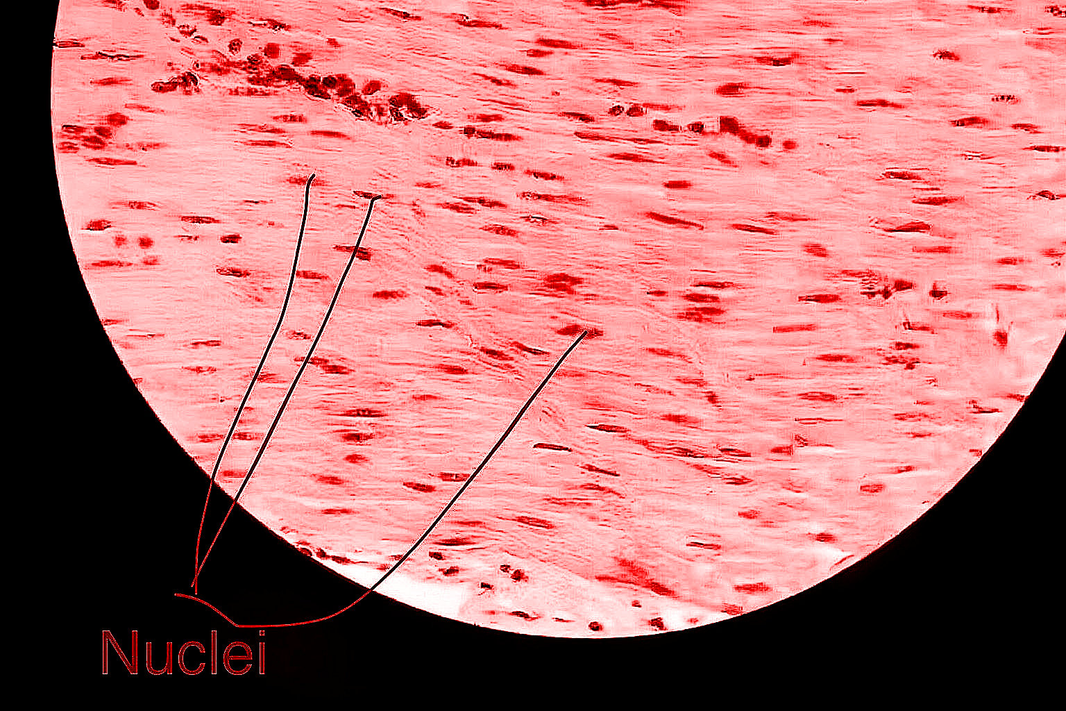 Smooth Muscle