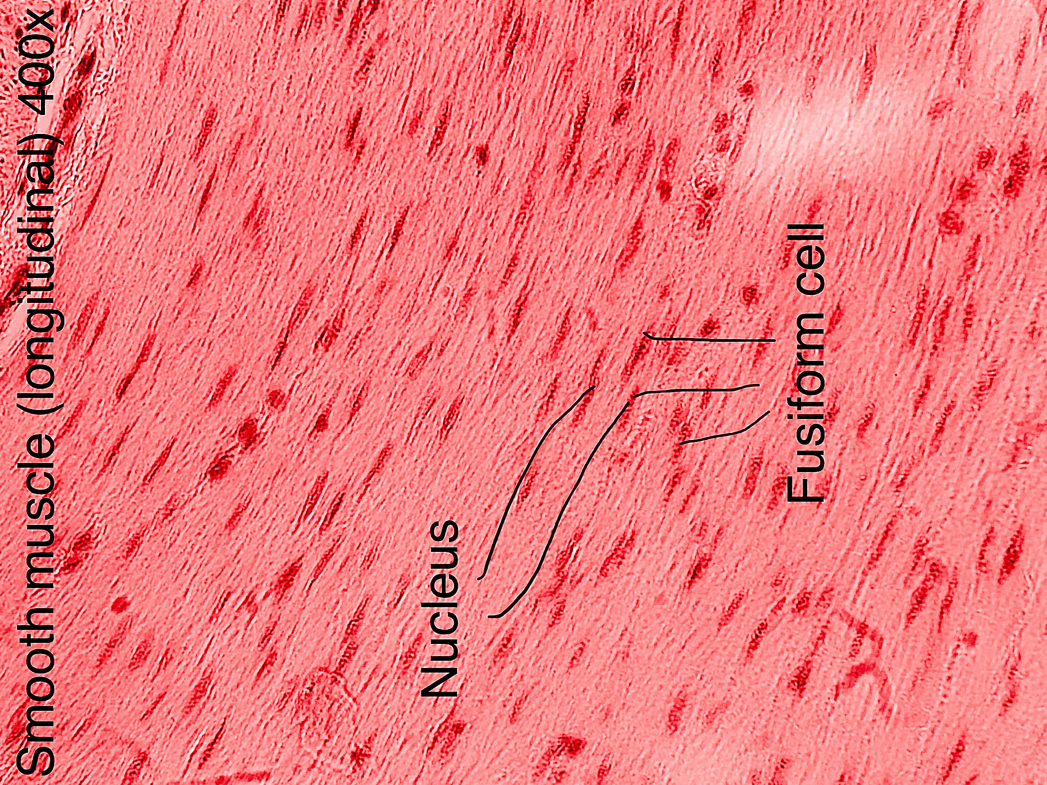 Smooth Muscle