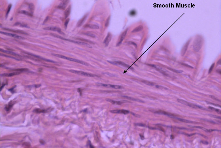 Smooth Muscle