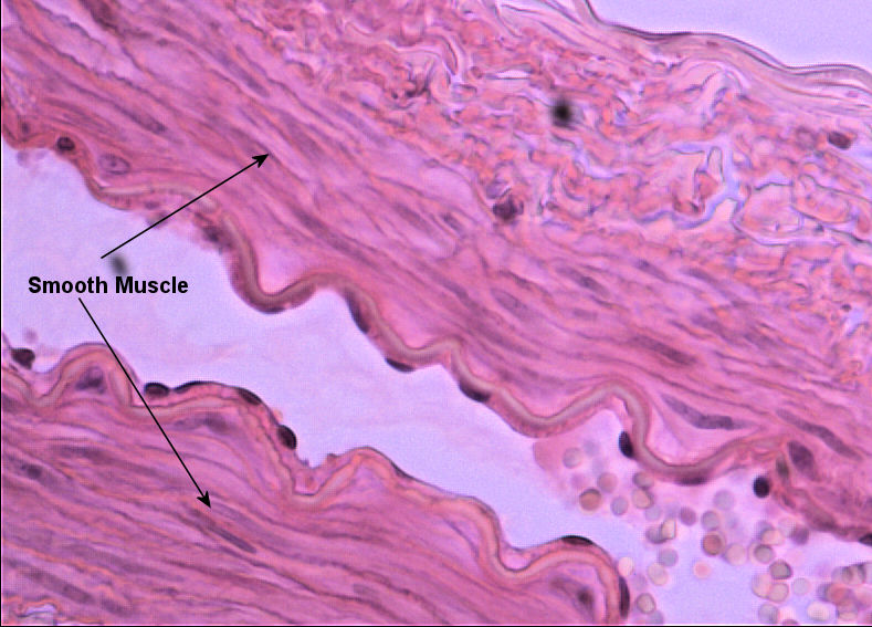 Smooth Muscle