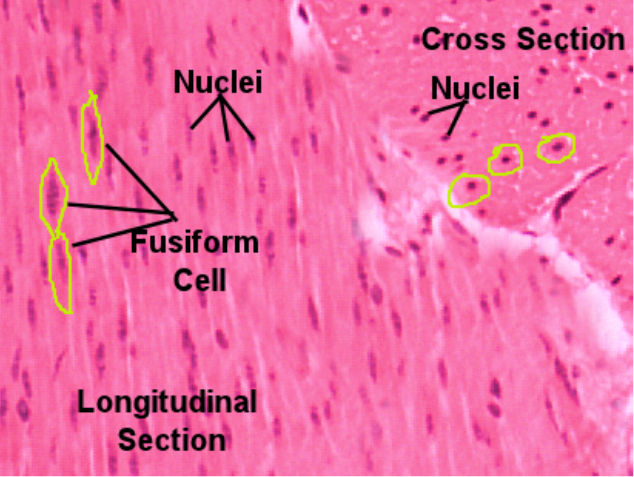 Smooth Muscle Labeled