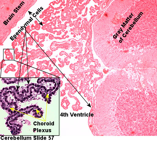 Labeled image from labbook