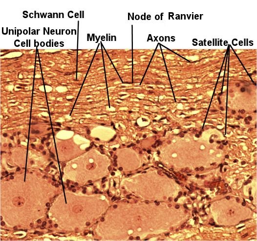 Labeled image from labbook