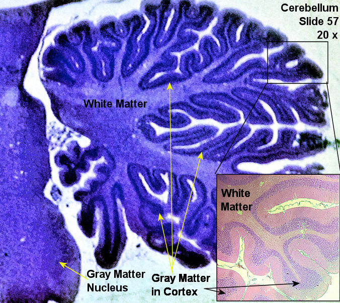 Labeled image from labbook