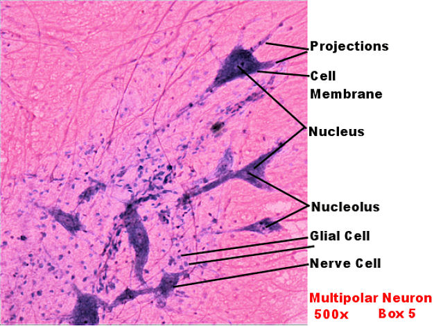 Labeled image from labbook