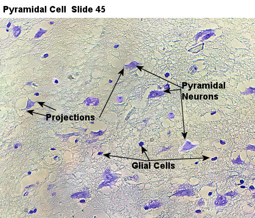 Labeled image from labbook