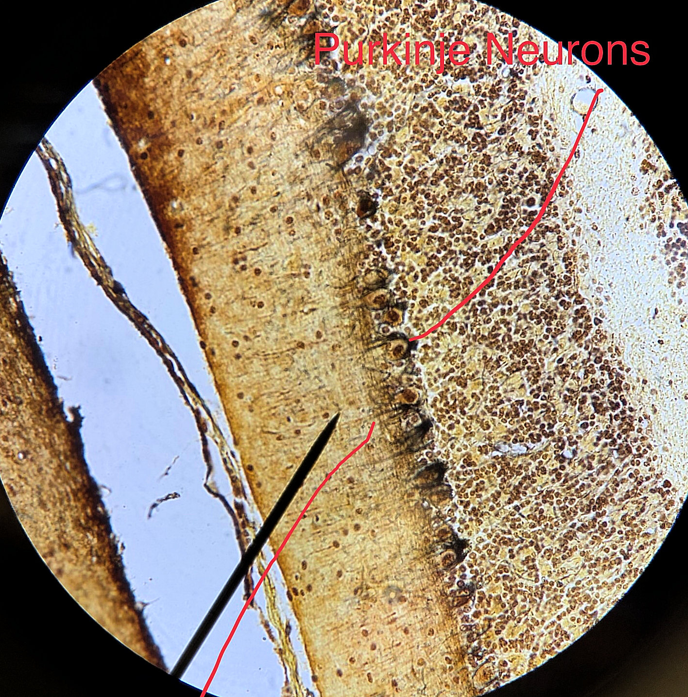 Pyramidal Neuron