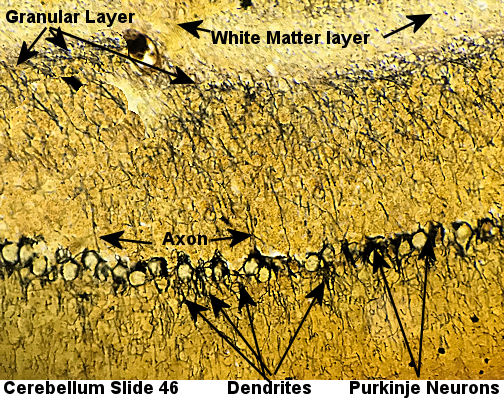 Labeled image from labbook