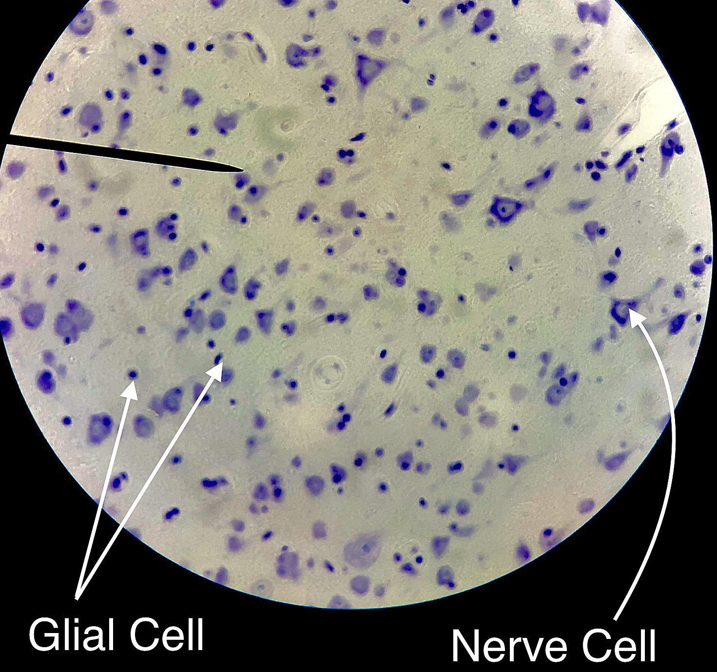 Pyramidal Neuron