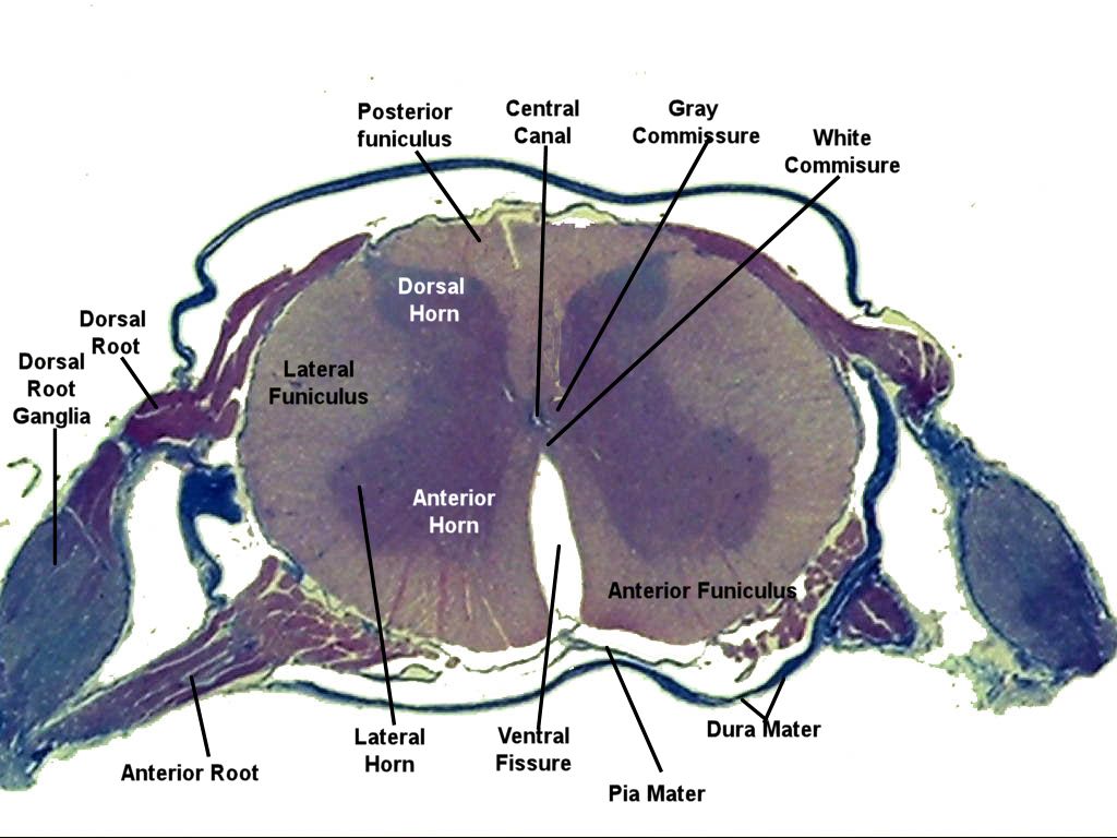 Labeled image from labbook