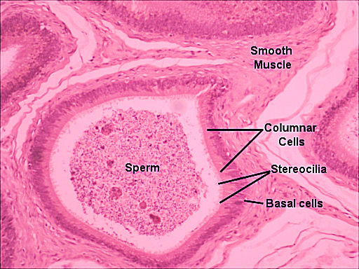 Labeled image from labbook