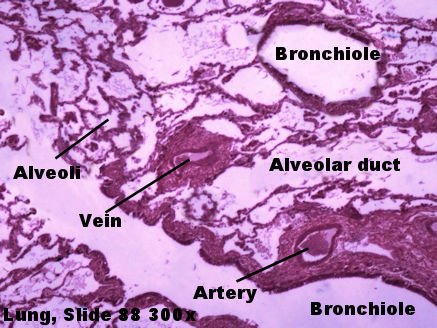 Labeled image from labbook