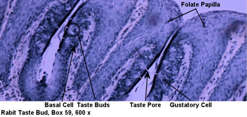 Labeled image from labbook