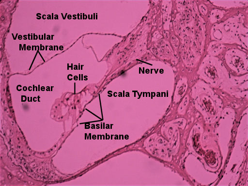 Labeled image from labbook