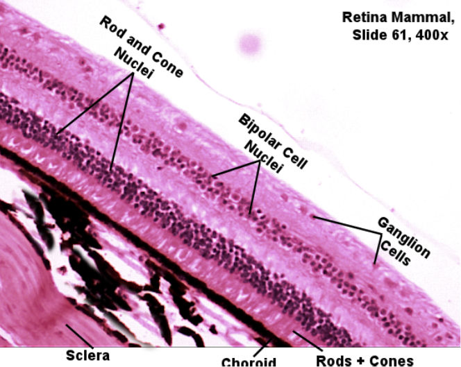 Labeled image from labbook