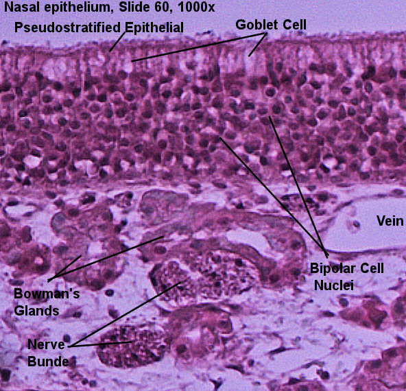 Labeled image from labbook