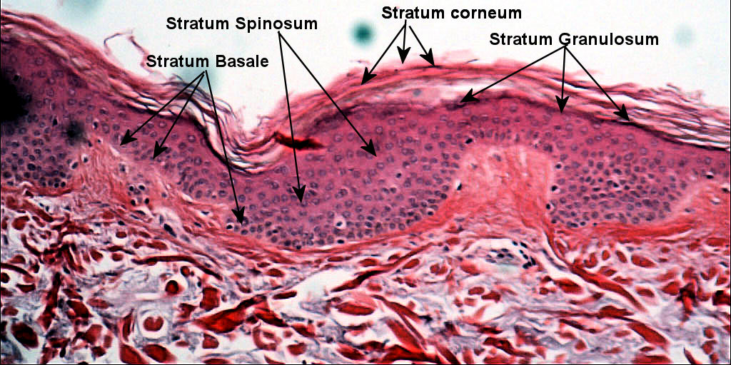 Simple columnar epithelium Labeled