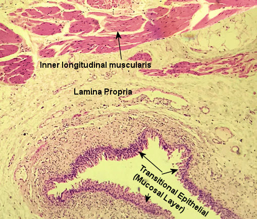 Labeled image from labbook