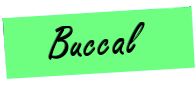 buccal