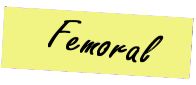 femoral