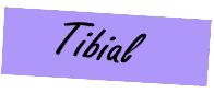 tibial