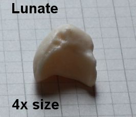 lunate