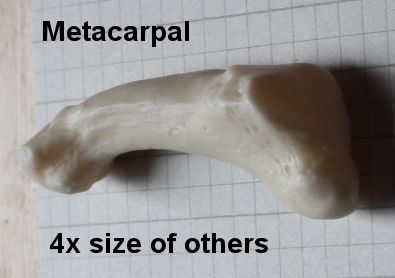 Metacarpalg