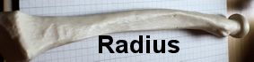 radius